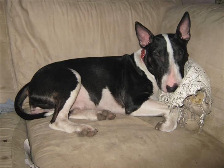 Bullterrier Zita (banditta) - uhhh jeg elsker min "hovedpude" billede 9