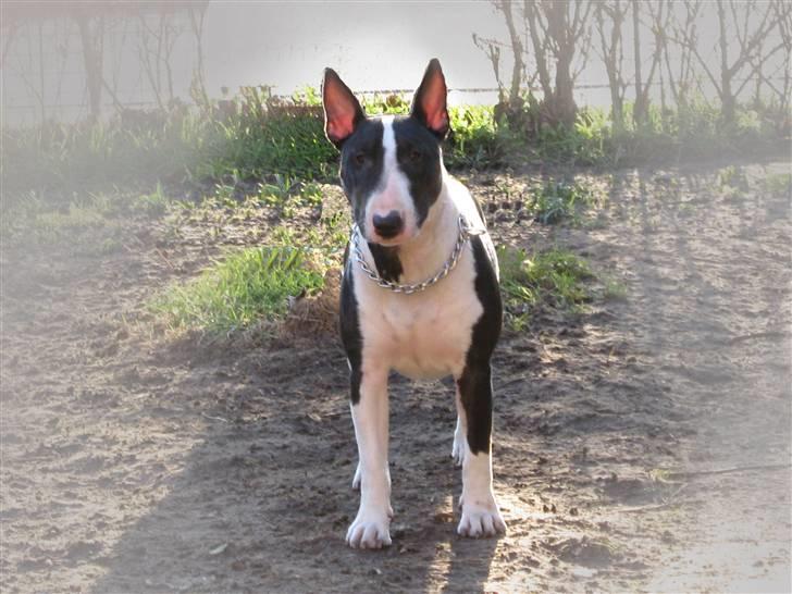 Bullterrier Zita (banditta) - haha mor skal jeg ind må du komme og hente mig :P :P :P billede 10