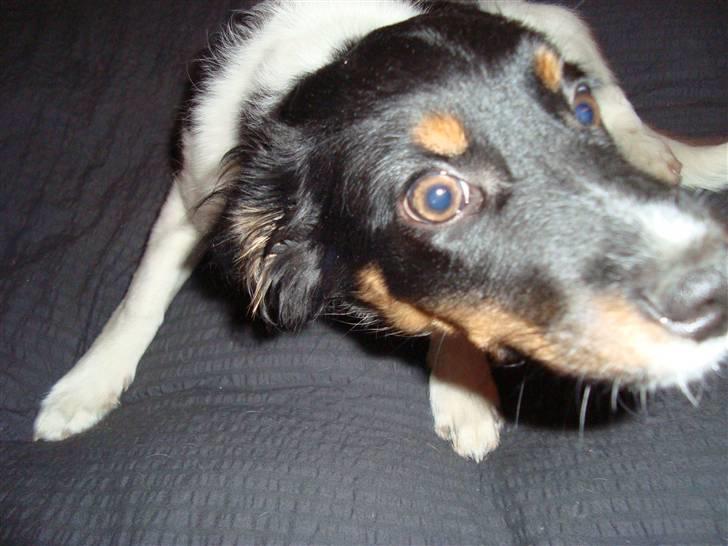 Blanding af racer musse'pigen <33 billede 4