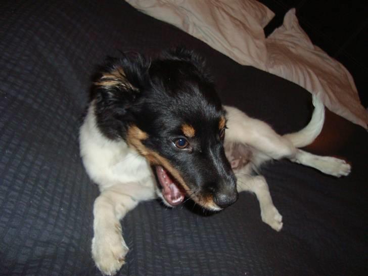 Blanding af racer musse'pigen <33 billede 5