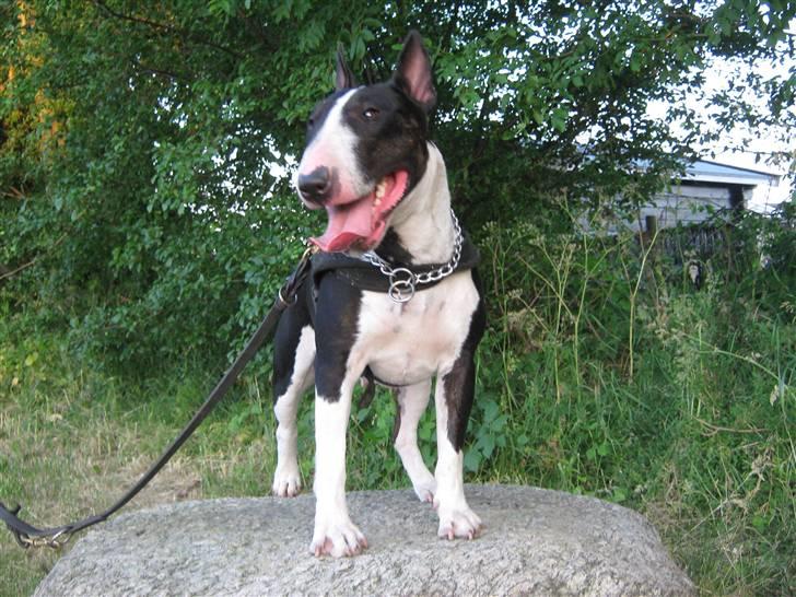 Bullterrier Zita (banditta) - Zita poserer lidt for kameraet :) billede 11