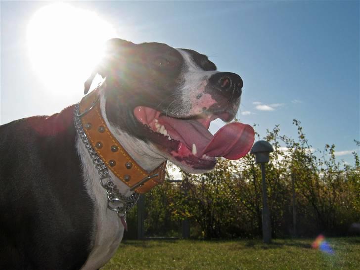 Blanding af racer Amstaff/bullterrier Freja - mors solstråle billede 16