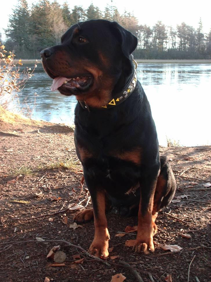 Rottweiler Thais - På tur ved søen billede 11