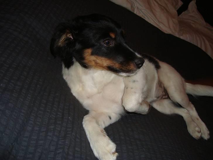 Blanding af racer musse'pigen <33 billede 6