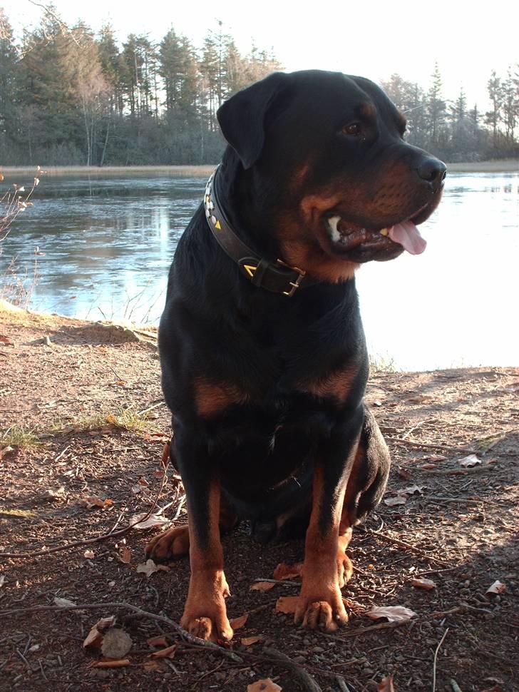 Rottweiler Thais - Ja ja jeg kigger og kigger billede 12
