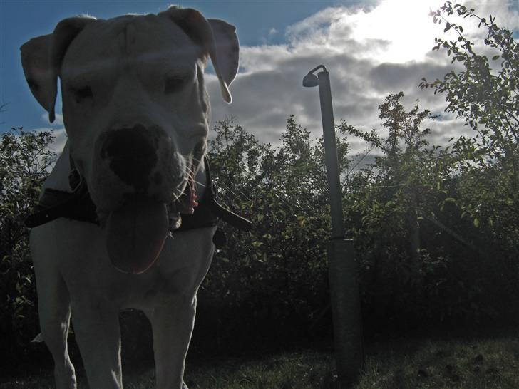 Dogo argentino Pablo Escobar(dogo dreng) billede 15