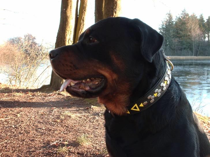 Rottweiler Thais - Okay okay, skal nok sidde pænt:o) billede 13