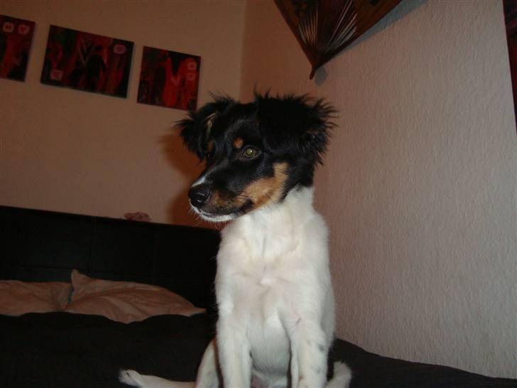 Blanding af racer musse'pigen <33 billede 7