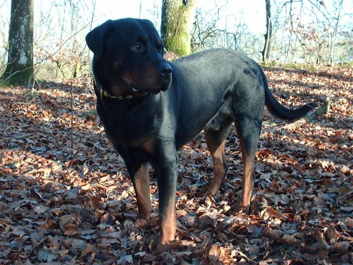 Rottweiler Thais - hmmmm billede 14