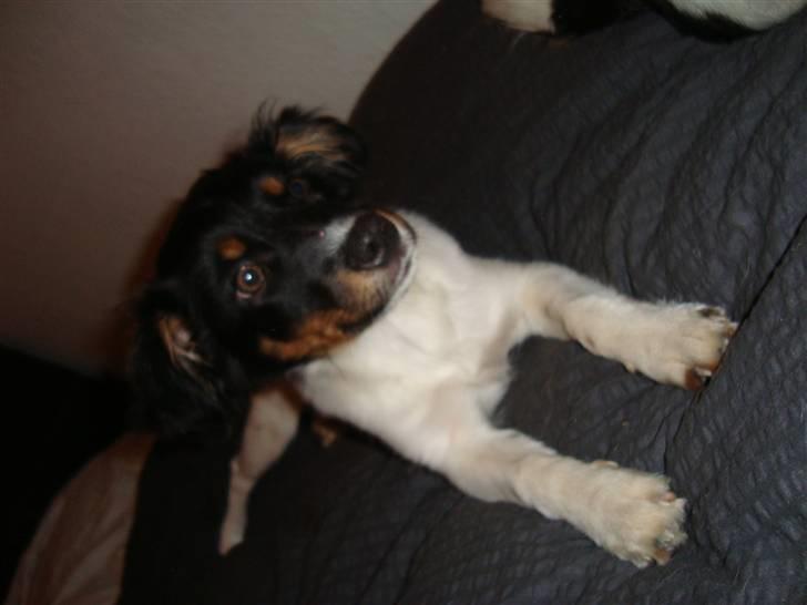 Blanding af racer musse'pigen <33 billede 8