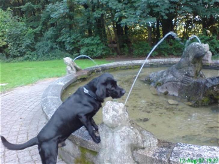 Labrador retriever vaava - vand er altid godt billede 5