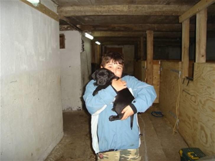 Labrador retriever vaava - Som bette. Sammen med min lillebror billede 6