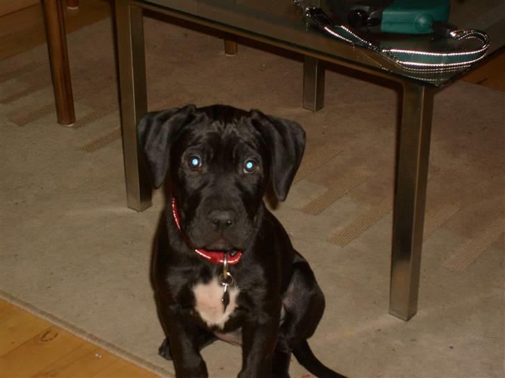 Blanding af racer amstaff/labradore   Kanzi - okay nu sidder jeg pænt. billede 20