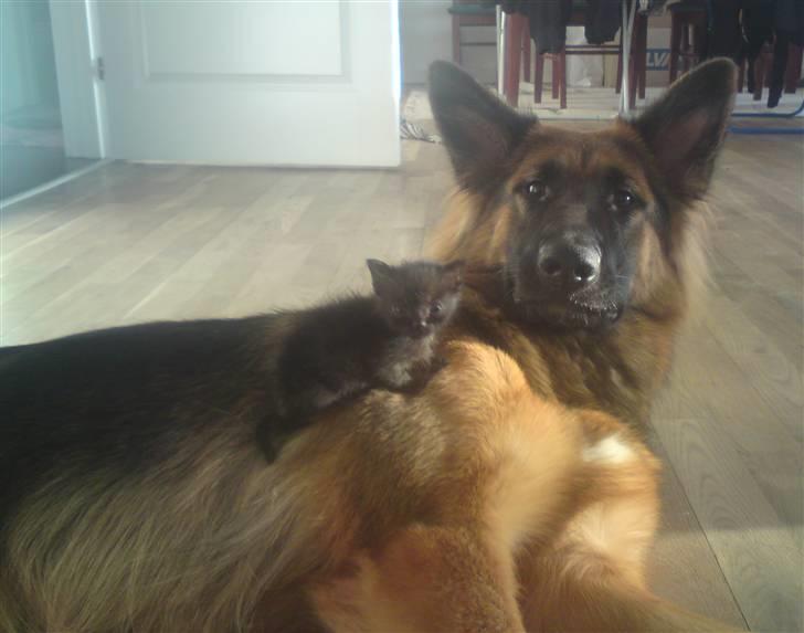 Schæferhund Normanners Opasia billede 11