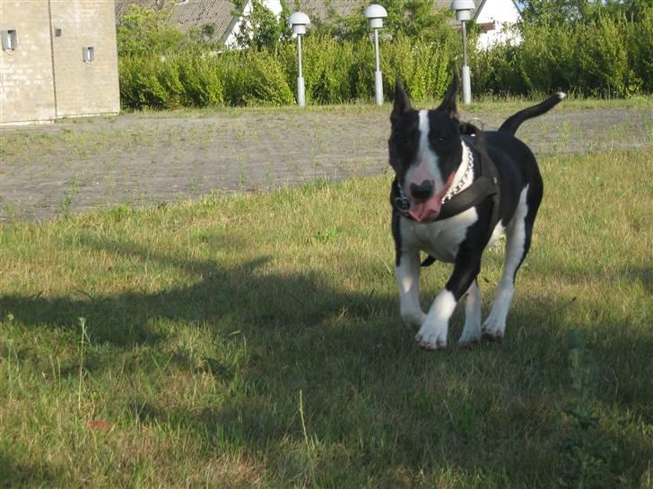 Bullterrier Zita (banditta) - fart over feltet :) billede 12