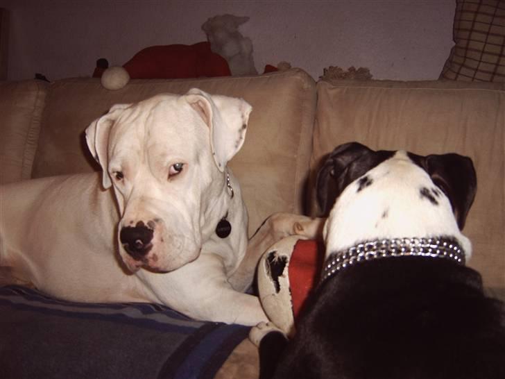 Dogo argentino Pablo Escobar(dogo dreng) - hvis jeg nu charmer den godt for freja så får jeg garanteret bolden uden kamp ;) billede 16