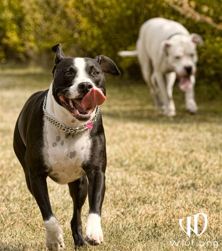 Blanding af racer Amstaff/bullterrier Freja - (fotograf Thomas Wiuf Schwartz) billede 17