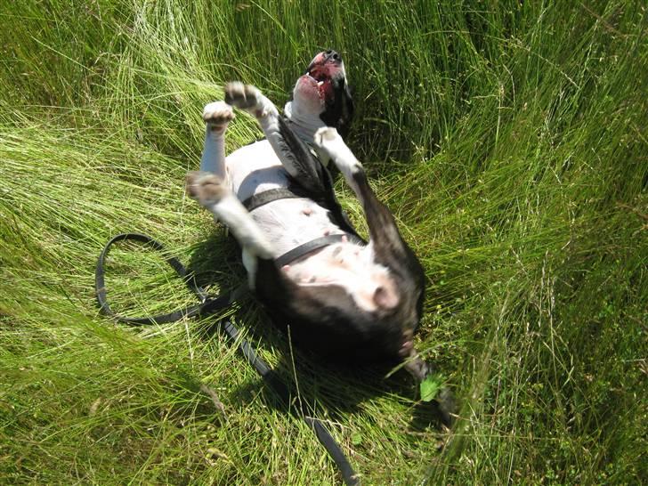 Bullterrier Zita (banditta) - det er bare sååååååååå godt at rulle sig i græs :D billede 13