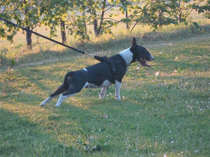 Bullterrier Zita (banditta) - far prøv at slippe snoren - der er en hare derude :P :P :P billede 14