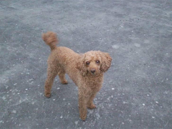 Mellempuddel Fifi *R.I.P* - vil du ikk nok kaste mit pivedyr? billede 15