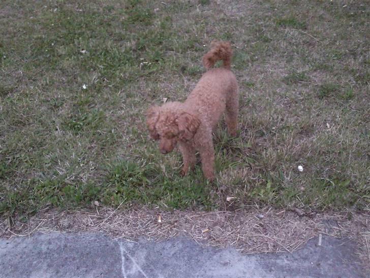 Mellempuddel Fifi *R.I.P* - igen! billede 16