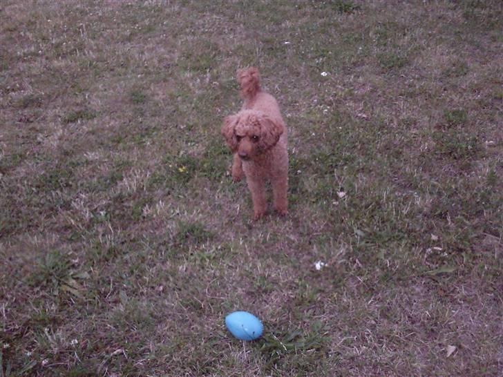 Mellempuddel Fifi *R.I.P* - hvor er jeg altså glad for den:-) billede 17