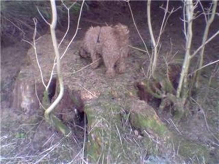 Mellempuddel Fifi *R.I.P* - VRUF! jeg tror der er en mus i denne her træstub...! billede 18