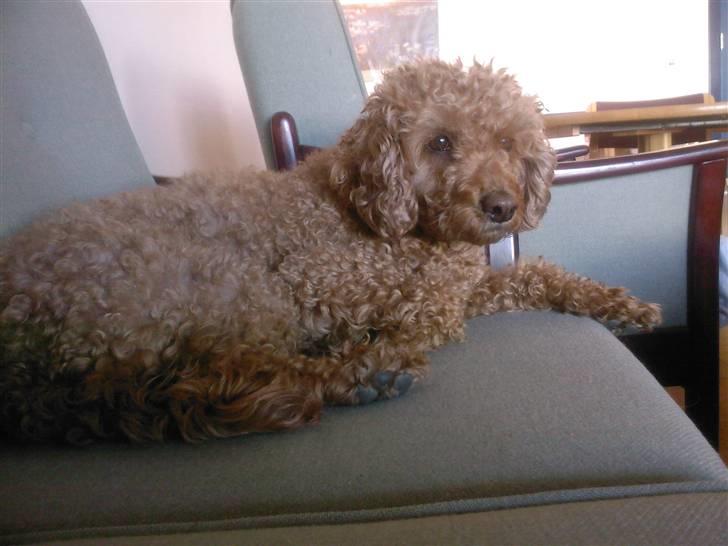 Mellempuddel Fifi *R.I.P* - slapper af efter frokosten på plejehjemmet billede 19