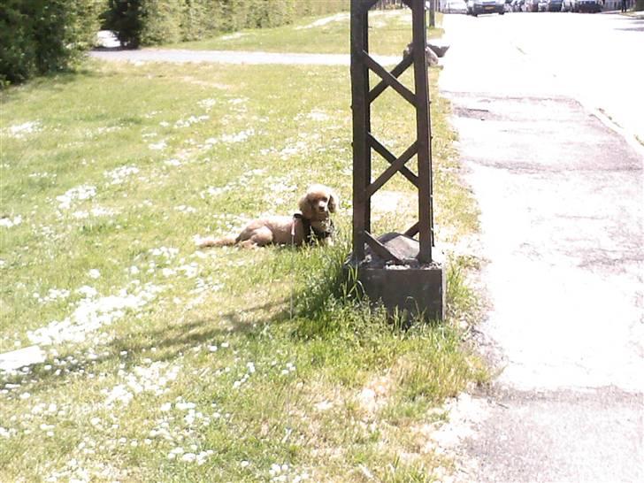 Mellempuddel Fifi *R.I.P* - ah... er lige kommet hjem fra frisøren:-) billede 20