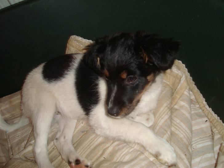 Blanding af racer musse'pigen <33 billede 9