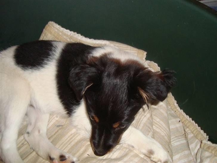 Blanding af racer musse'pigen <33 billede 10