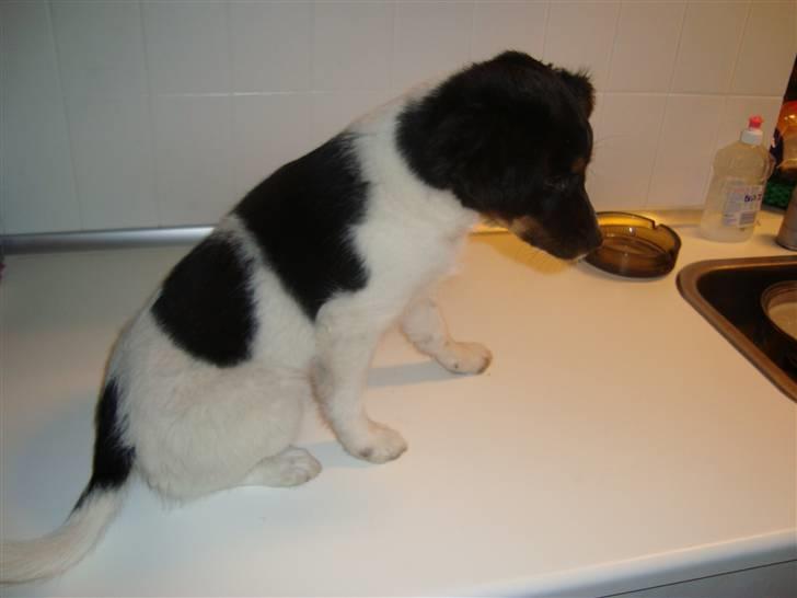 Blanding af racer musse'pigen <33 billede 11