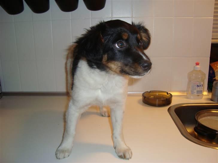 Blanding af racer musse'pigen <33 billede 12