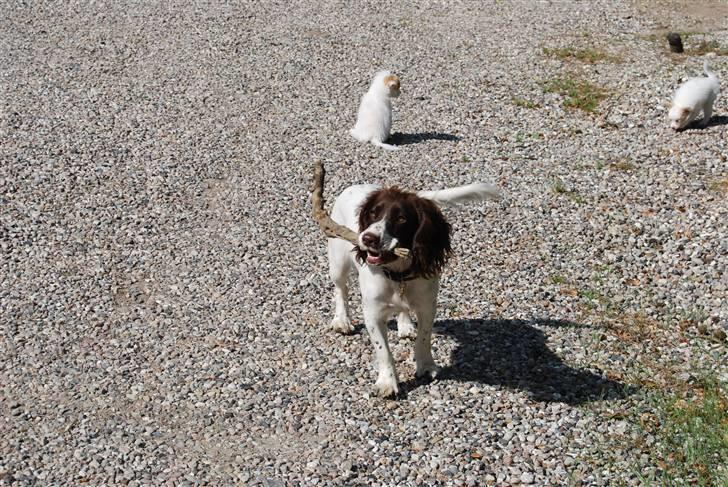 Field Trial spaniel Trille Lund billede 8