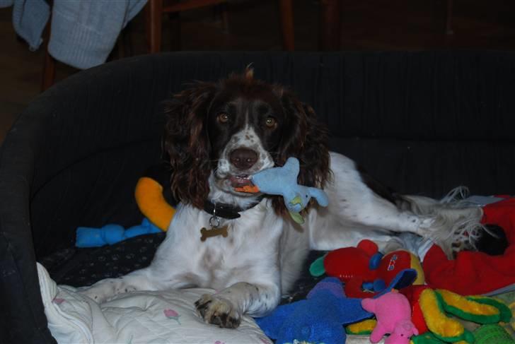 Field Trial spaniel Trille Lund billede 10