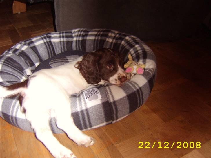 Field Trial spaniel Trille Lund billede 11