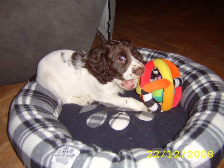 Field Trial spaniel Trille Lund billede 12
