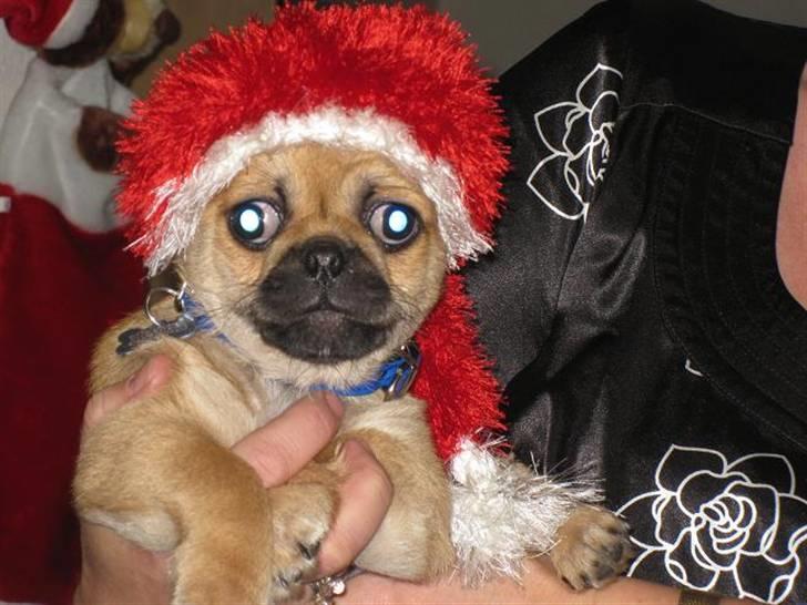 Blanding af racer (mops/pekingeser) Bob - Glædelig jul billede 17