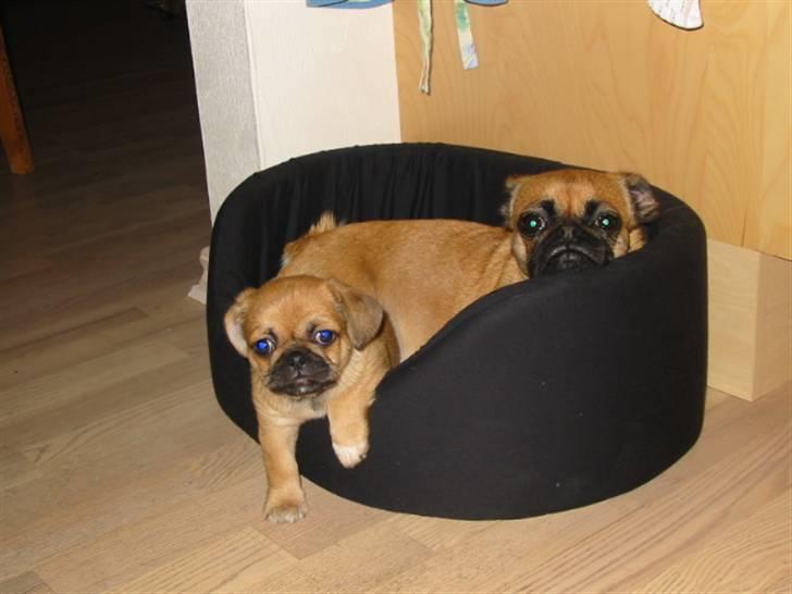 Blanding af racer (mops/pekingeser) Bob - bob har besøg af mor Tikki billede 18