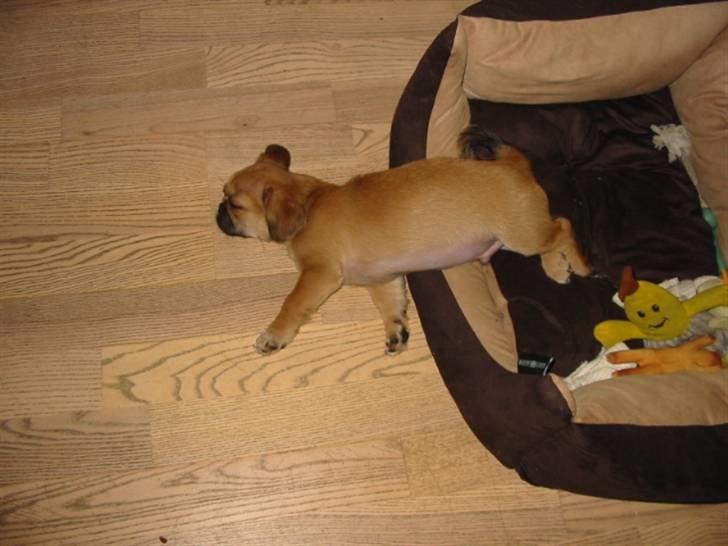 Blanding af racer (mops/pekingeser) Bob billede 19