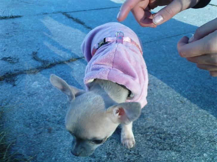 Chihuahua Lilo billede 1