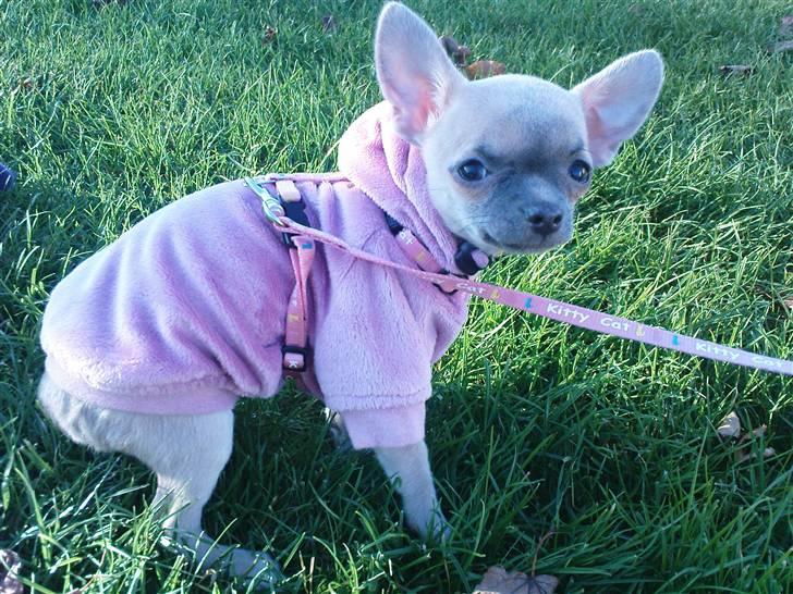 Chihuahua Lilo - ikke begejstret for at komme ud i blæsevejr :) billede 2