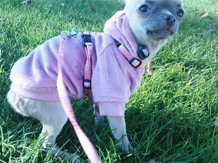 Chihuahua Lilo billede 3