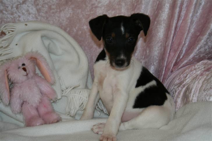 Dansk svensk gaardhund Trille - Trille  billede 1