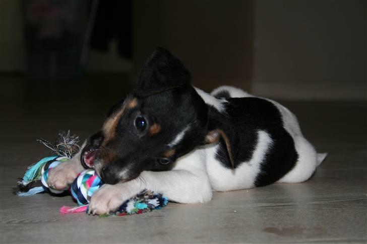 Dansk svensk gaardhund Trille - Trille gnaver i sit legetøj billede 2