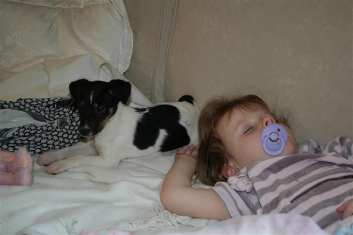 Dansk svensk gaardhund Trille - Passer på emmasofie der sover til middag billede 3