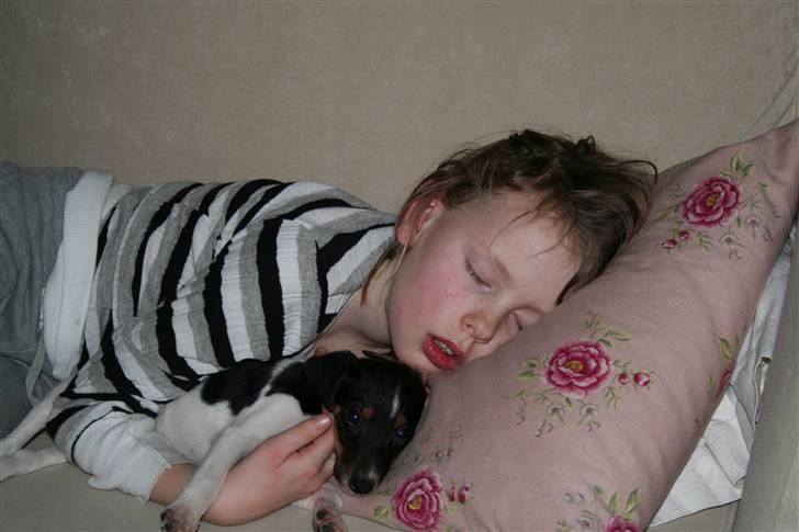 Dansk svensk gaardhund Trille - Tar lige en lur med daniella billede 4