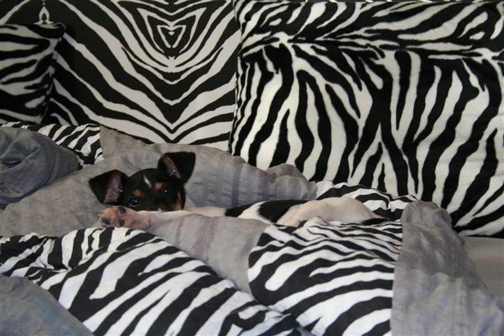 Dansk svensk gaardhund Trille - Mon de kan finde mig.... billede 5