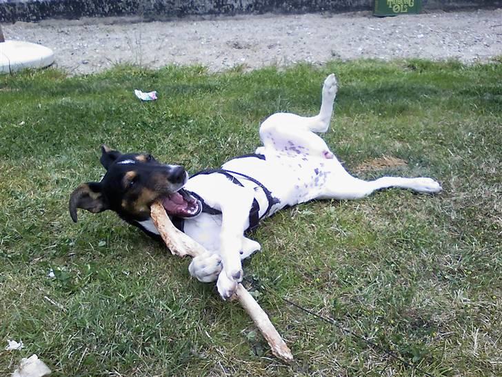 Dansk svensk gaardhund Trille - Trille med kæmpe pind... billede 6