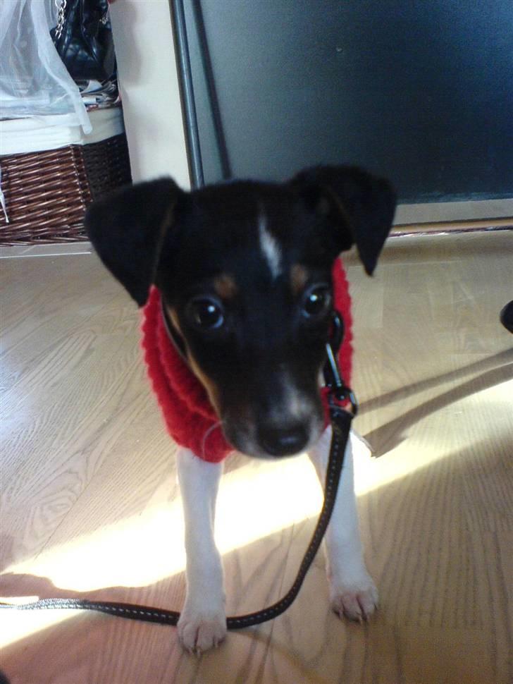 Dansk svensk gaardhund Trille - mmm dejlig varm billede 7